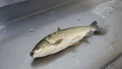 400_225gif 动态图 动图