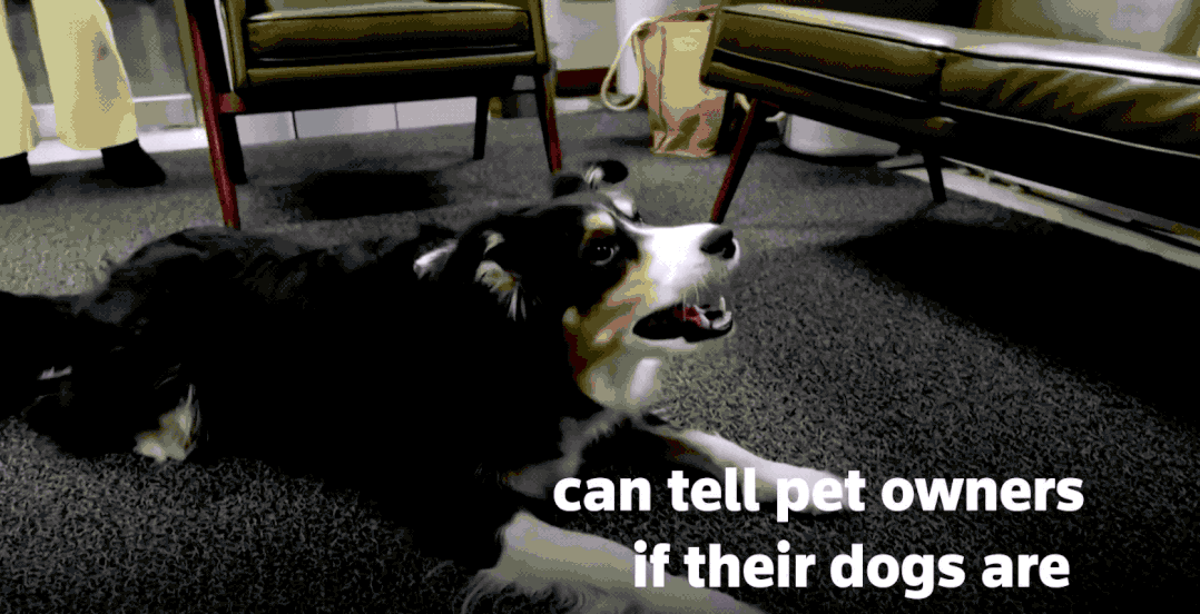 铲屎官|铲屎官福音：汪星人和喵星人的小情绪，AI 可以识别了