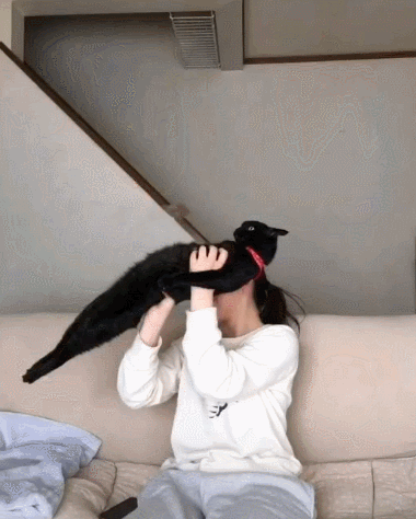 猫咪用生命拒绝主人的拥抱，猫：想抱我，做梦