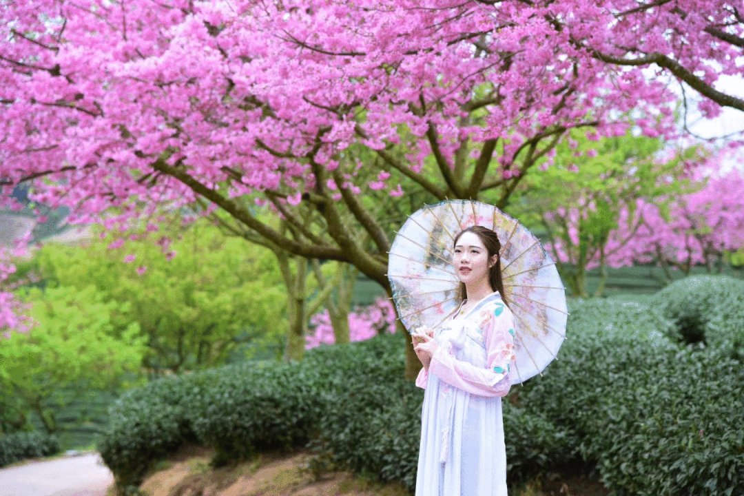 漫步樱花茶园独自徜徉花海象征着质朴纯洁的爱情与希望樱花茶绿樱红!