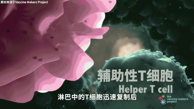 最后,免疫系统的第三道防线将被激活,淋巴中的t细胞特异性消灭病毒及