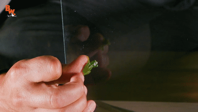 透过皮肤一眼就能看到内脏,这6种透明生物毫无隐私可言_腾讯新闻