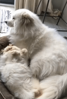 面瘫猫遇上微笑狗气质风格迥然不同同框画风很跳脱但又毫无违和感