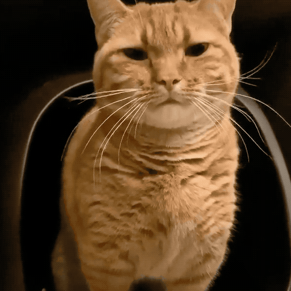 岛国猫奴学会一项技能竟然给猫拍起了证件照哈哈哈