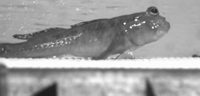 觉得这并没什么特别,它们可以在陆地上呼吸,行走;弹涂鱼,两只雄鱼互怼