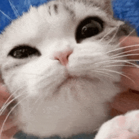 280_280gif 动态图 动图