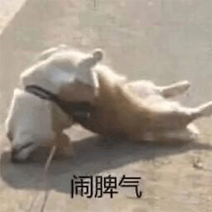 沙雕表情包 猫猫狗狗动物表情包合集 欠得很 腾讯新闻