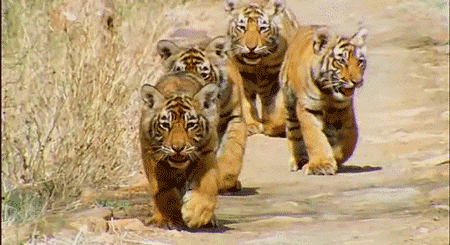 可口可乐|16个冷知识，从来没听过，大部分人都不知道可乐的真实名称