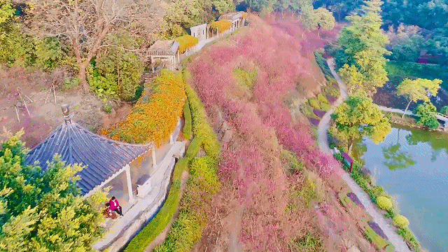 收藏 南海春节赏花地图 桃花 山茶花 虞美人 满城花开 美得不像话 腾讯新闻