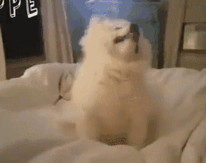 狗狗感冒|“狗狗感冒了，3个月都没好，全是我害的”