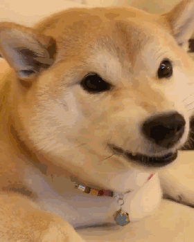 狗狗感冒|“狗狗感冒了，3个月都没好，全是我害的”