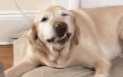 狗狗感冒|“狗狗感冒了，3个月都没好，全是我害的”