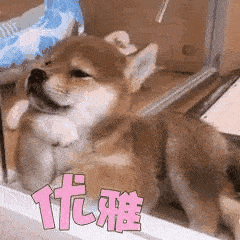 狗狗感冒|“狗狗感冒了，3个月都没好，全是我害的”