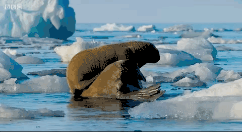 纪录片|这个寒假，关掉垃圾动画片！这四部纪录片适合和孩子一起涨知识！