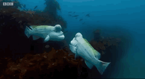 纪录片|这个寒假，关掉垃圾动画片！这四部纪录片适合和孩子一起涨知识！