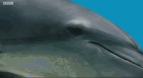 纪录片|这个寒假，关掉垃圾动画片！这四部纪录片适合和孩子一起涨知识！