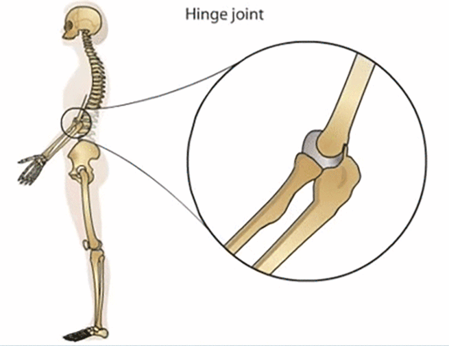 新生代|人类传承了4亿年前鱼祖先的登陆绝技，新生代鱼却把它们弄丢了