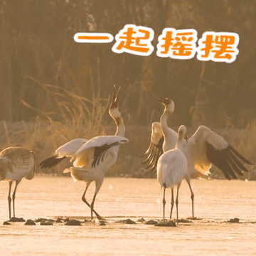 恭"鹤"新禧!请查收江西人的贺岁表情包!