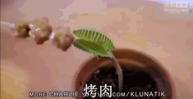 捕蝇草|植物也有记忆？科学家发现捕蝇草拥有30秒的短期记忆
