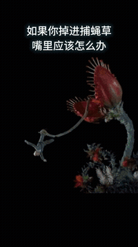 捕蝇草|植物也有记忆？科学家发现捕蝇草拥有30秒的短期记忆