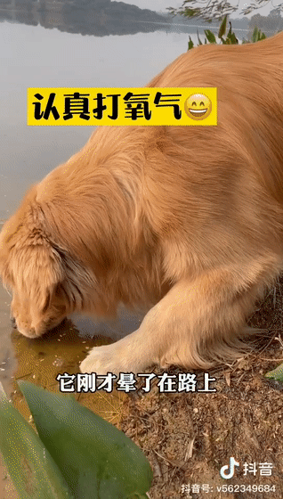 318_560竖版 竖屏gif 动态图 动图