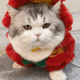 网红猫咪|猫咪邦邦表情包 第三弹