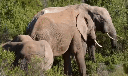 蟹粉狮子头|今日播出蟹粉狮子头，听馋了！