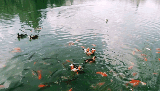 鸳鸯|婚前孕后两个面孔，千万不要祝别人“情比鸳鸯”丨动物蝌学