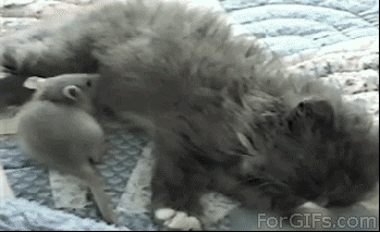 肠道|单不单身可能是由你的肠子决定的