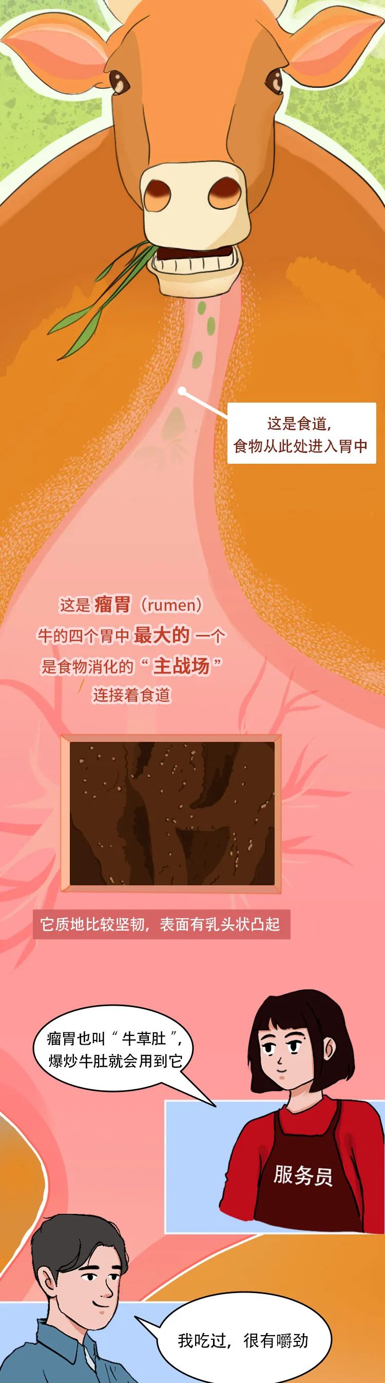 牛肚|你点的是这个牛肚，还是那个牛肚？