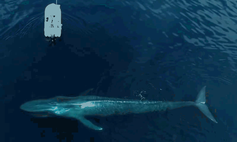 蓝鲸|长33米，重达180多吨，一颗心脏1000斤重的蓝鲸，是否存在天敌？