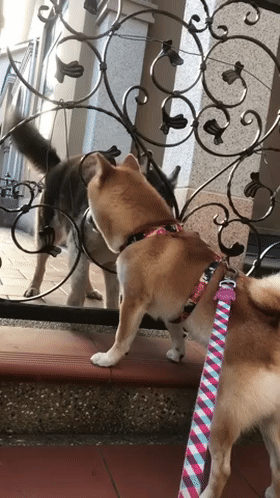 柴柴呆坐着等朋友的背影,却看哭铲屎官:不忍告诉它真相.