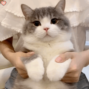 可爱的猫猫表情包