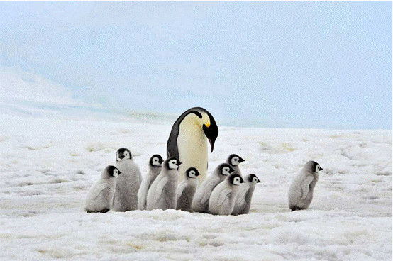 企鹅|企鹅走路摇摇晃晃，是聪明的表现，这么走最节能？