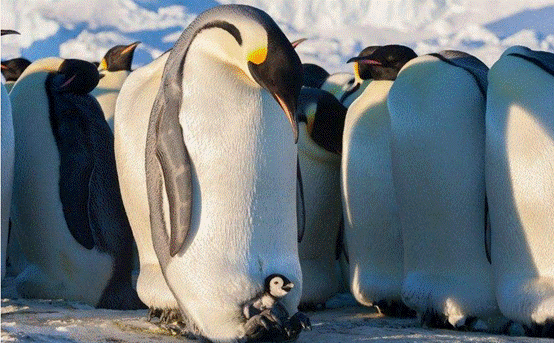 企鹅|企鹅走路摇摇晃晃，是聪明的表现，这么走最节能？
