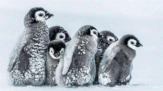 企鹅|企鹅走路摇摇晃晃，是聪明的表现，这么走最节能？