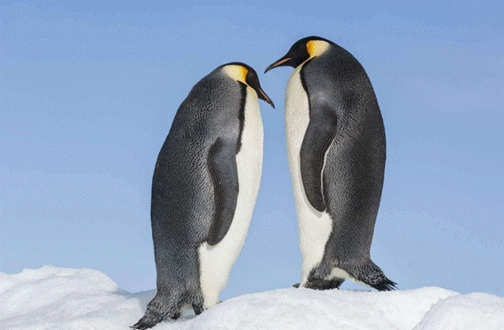 企鹅|企鹅走路摇摇晃晃，是聪明的表现，这么走最节能？