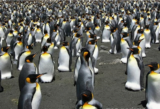 企鹅|企鹅走路摇摇晃晃，是聪明的表现，这么走最节能？