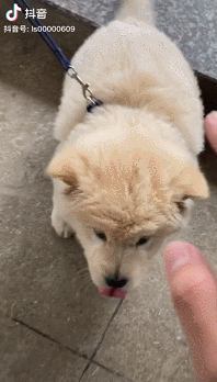 在抖音搜索了一天rua狗,感觉现在满嘴都是毛