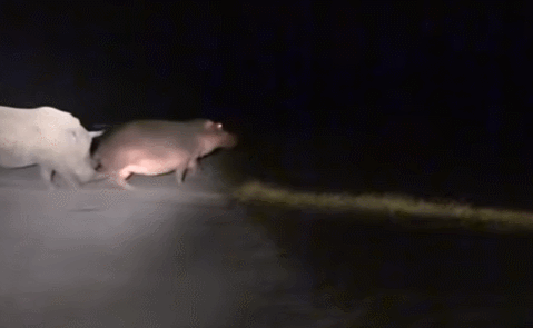 河马|一个有50厘米犬牙，一个有90厘米尖角，河马战犀牛谁胜率大？