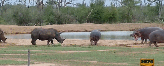 河马|一个有50厘米犬牙，一个有90厘米尖角，河马战犀牛谁胜率大？