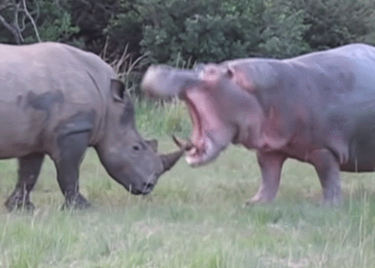 河马|一个有50厘米犬牙，一个有90厘米尖角，河马战犀牛谁胜率大？