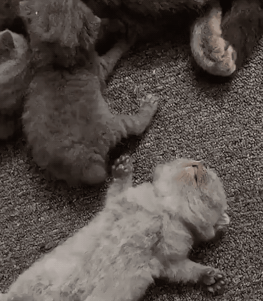 516_590gif 动态图 动图