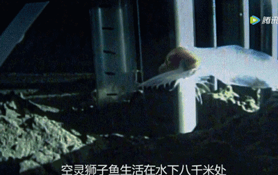 大卫·爱登堡|假期时光，我把孩子放心交给了这个94岁的“豆瓣最高分男神”