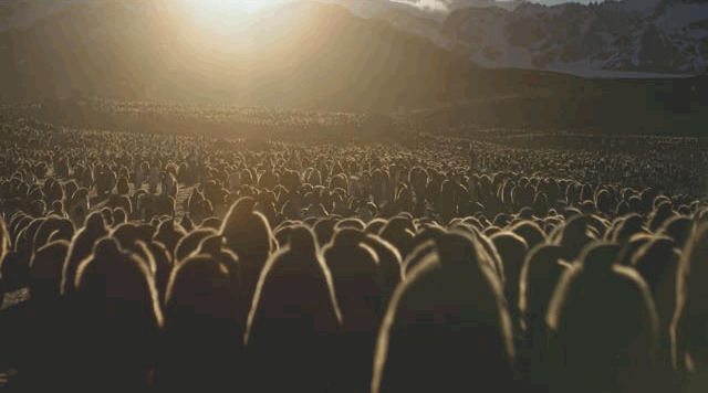 大卫·爱登堡|假期时光，我把孩子放心交给了这个94岁的“豆瓣最高分男神”