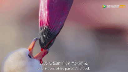 大卫·爱登堡|假期时光，我把孩子放心交给了这个94岁的“豆瓣最高分男神”