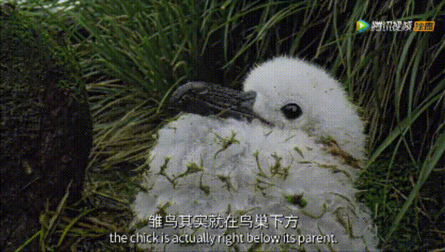 大卫·爱登堡|假期时光，我把孩子放心交给了这个94岁的“豆瓣最高分男神”