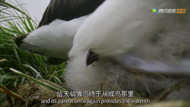 大卫·爱登堡|假期时光，我把孩子放心交给了这个94岁的“豆瓣最高分男神”