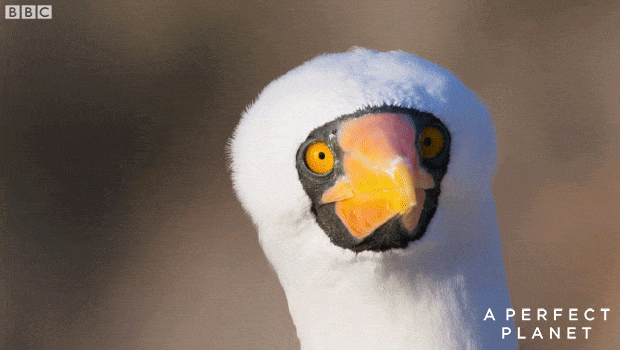 大卫·爱登堡|假期时光，我把孩子放心交给了这个94岁的“豆瓣最高分男神”