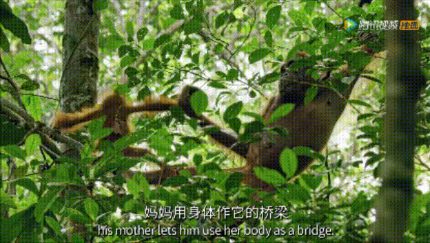 大卫·爱登堡|假期时光，我把孩子放心交给了这个94岁的“豆瓣最高分男神”